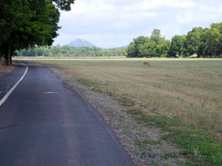 A deer friend and Pinnacle Mountain in the background.