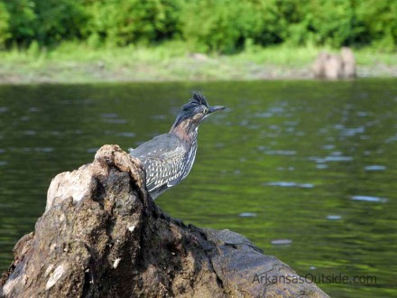 DSCN4956 Hey birders, what kind of bird is this (I'm lousy at bird id). Comment below.