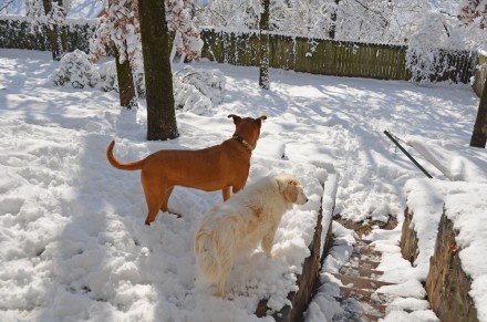 puppies-in-the-snow Our dogs enjoyed the snow.