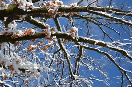 snow-tree A White Christmas