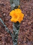 Orange Jelly Fungi On The Side Of A Tree. (iPhone)