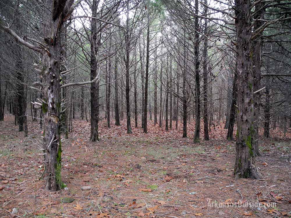 The woods were creepy.