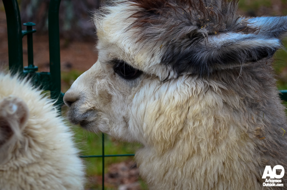 The folks from Heifer Ranch brought some Alpacas to visit with after the run.