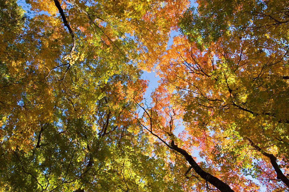 Fall Color