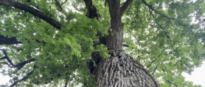 Historic Cane Hill Bur Oak Tree