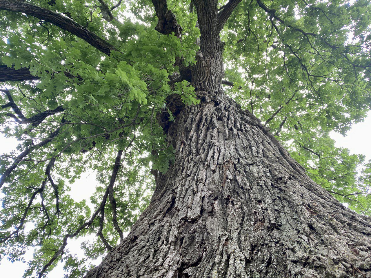 2022 Historic Cane Hill Bur Oak Tree