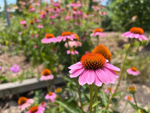 Learn About Birds and More at the Little Rock Audubon Center | Arkansas
