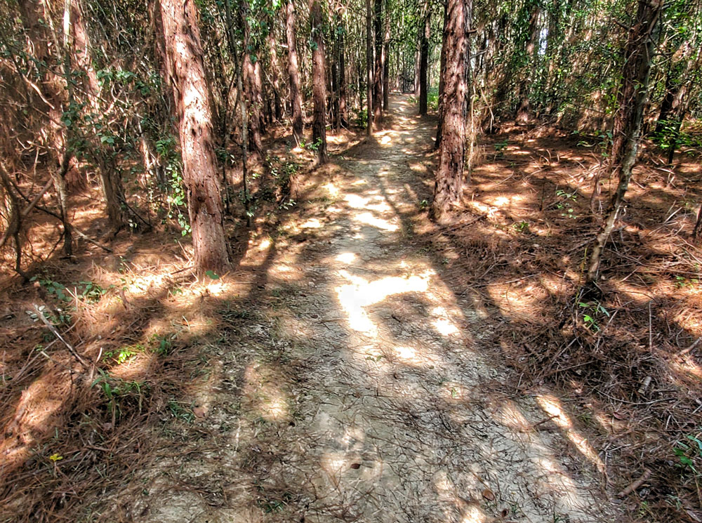 Nice, shady trail.